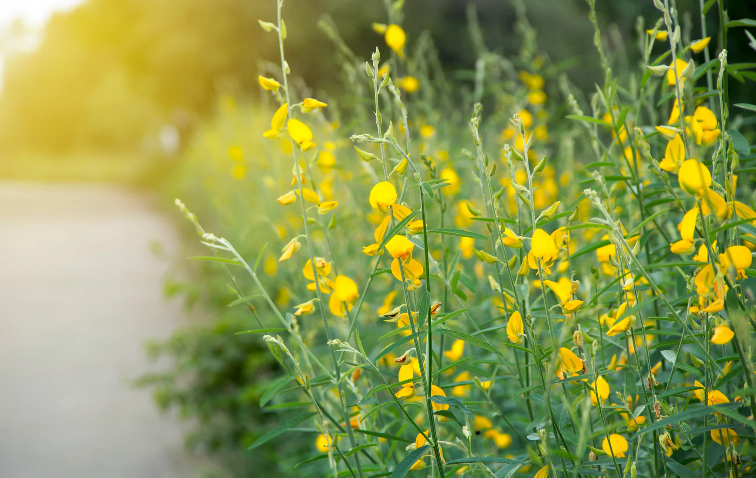 Master Your Garden With Hoss