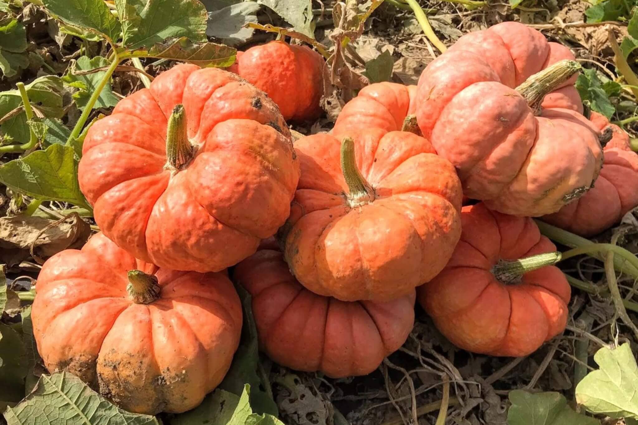 Blog - Study Hall - Top 7 Cover Crops To Plant In The Summer